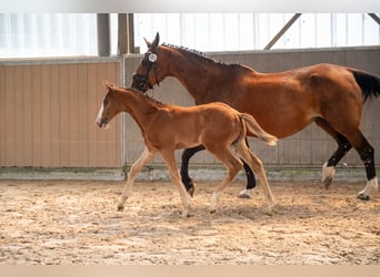 BWP (cheval de sang belge), Étalon, Poulain (05/2026)