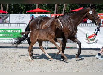 BWP (cheval de sang belge), Étalon, Poulain (03/2026)