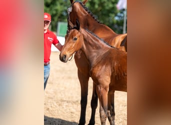BWP (cheval de sang belge), Étalon, Poulain (04/2026)