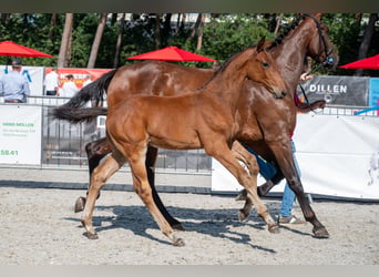 BWP (cheval de sang belge), Étalon, Poulain (05/2026)