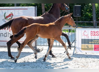 BWP (cheval de sang belge), Étalon, Poulain (05/2026)