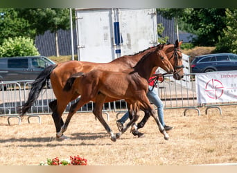 BWP (cheval de sang belge), Étalon, Poulain (04/2026)