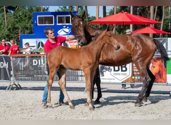 BWP (cheval de sang belge), Étalon, Poulain (05/2026)