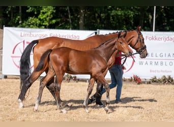 BWP (cheval de sang belge), Étalon, Poulain (04/2026)