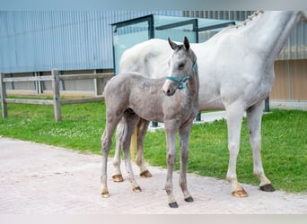 BWP (cheval de sang belge), Étalon, Poulain (04/2026), Gris