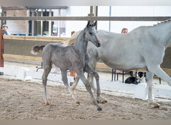 BWP (cheval de sang belge), Étalon, Poulain (04/2026), Gris