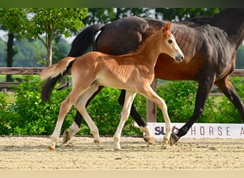 BWP (cheval de sang belge), Étalon, Poulain (04/2026), Palomino