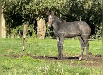 BWP (cheval de sang belge), Étalon, Poulain (05/2026), Rouan bleu