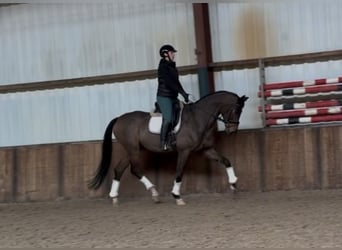 BWP (cheval de sang belge), Hongre, 10 Ans, 180 cm, Bai