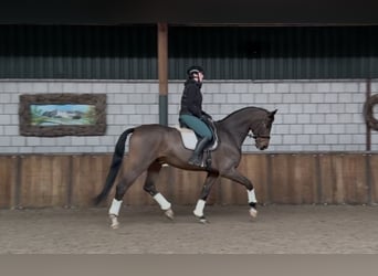 BWP (cheval de sang belge), Hongre, 10 Ans, 180 cm, Bai