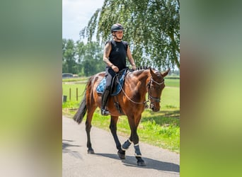 BWP (cheval de sang belge) Croisé, Hongre, 11 Ans, 162 cm, Bai