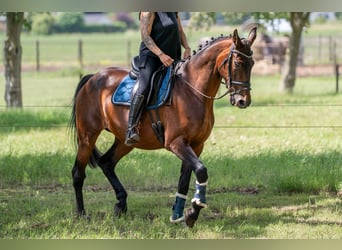 BWP (cheval de sang belge) Croisé, Hongre, 11 Ans, 162 cm, Bai