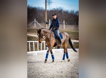 BWP (cheval de sang belge), Hongre, 12 Ans, 172 cm, Bai cerise