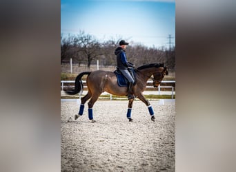 BWP (cheval de sang belge), Hongre, 12 Ans, 172 cm, Bai cerise