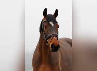 BWP (cheval de sang belge), Hongre, 12 Ans, 172 cm, Bai cerise