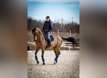 BWP (cheval de sang belge), Hongre, 12 Ans, 172 cm, Bai cerise