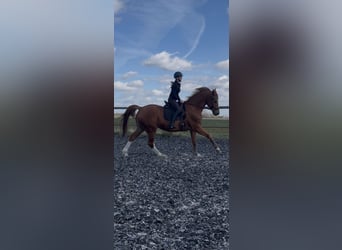 BWP (cheval de sang belge), Hongre, 12 Ans, 173 cm, Alezan