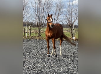 BWP (cheval de sang belge), Hongre, 12 Ans, 173 cm, Alezan