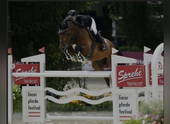 BWP (cheval de sang belge), Hongre, 12 Ans, Bai