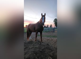 BWP (cheval de sang belge), Hongre, 13 Ans, 168 cm, Alezan