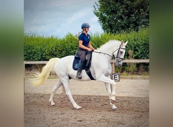 BWP (cheval de sang belge), Hongre, 13 Ans, 170 cm, Gris