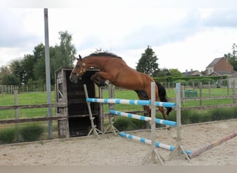 BWP (cheval de sang belge), Hongre, 14 Ans, 165 cm, Bai