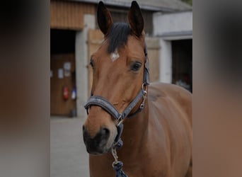 BWP (cheval de sang belge), Hongre, 14 Ans, 170 cm, Bai cerise