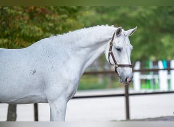 BWP (cheval de sang belge), Hongre, 14 Ans, 174 cm, Gris