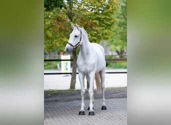 BWP (cheval de sang belge), Hongre, 14 Ans, 174 cm, Gris