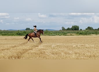 BWP (cheval de sang belge), Hongre, 15 Ans, 163 cm, Bai
