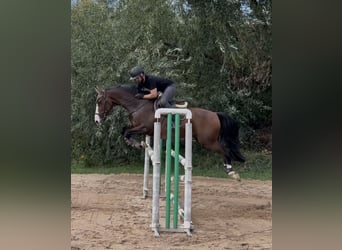 BWP (cheval de sang belge), Hongre, 15 Ans, 163 cm, Bai