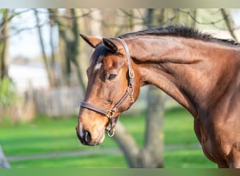 BWP (cheval de sang belge), Hongre, 15 Ans, 166 cm