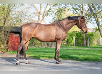 BWP (cheval de sang belge), Hongre, 15 Ans, 166 cm