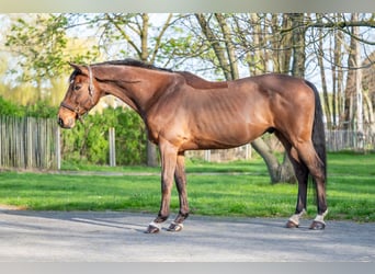 BWP (cheval de sang belge), Hongre, 15 Ans, 166 cm