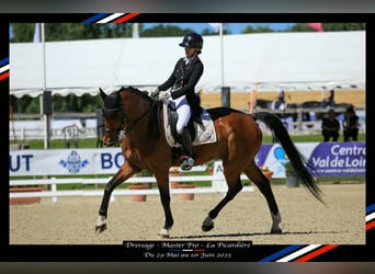 BWP (cheval de sang belge), Hongre, 15 Ans, 168 cm, Bai