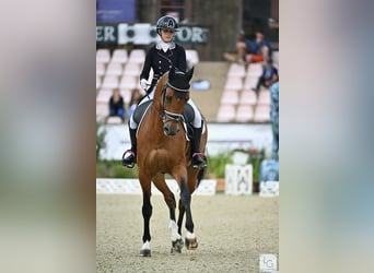 BWP (cheval de sang belge), Hongre, 15 Ans, 168 cm, Bai