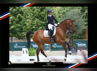 BWP (cheval de sang belge), Hongre, 15 Ans, 168 cm, Bai