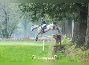 BWP (cheval de sang belge), Hongre, 16 Ans, 169 cm, Blanc