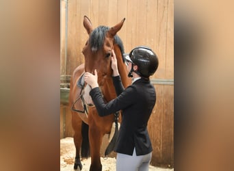 BWP (cheval de sang belge), Hongre, 16 Ans, 174 cm, Bai