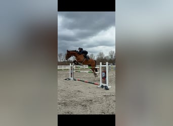 BWP (cheval de sang belge), Hongre, 16 Ans, 174 cm, Bai