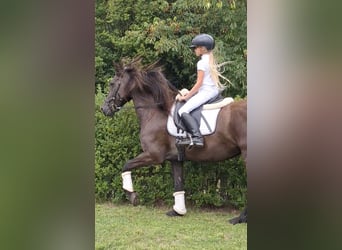 BWP (cheval de sang belge) Croisé, Hongre, 21 Ans, 158 cm, Noir