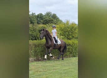 BWP (cheval de sang belge) Croisé, Hongre, 21 Ans, 158 cm, Noir