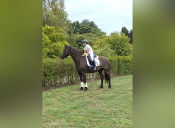 BWP (cheval de sang belge) Croisé, Hongre, 21 Ans, 158 cm, Noir