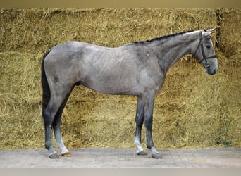 BWP (cheval de sang belge), Hongre, 3 Ans, 162 cm, Gris