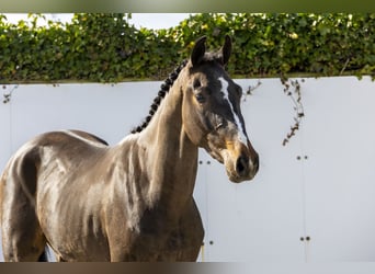 BWP (cheval de sang belge), Hongre, 3 Ans, 164 cm, Bai brun