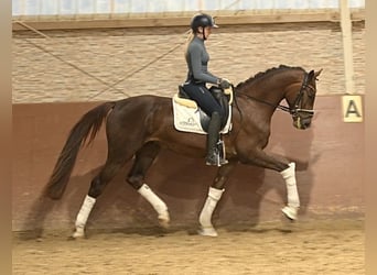 BWP (cheval de sang belge), Hongre, 3 Ans, 168 cm, Alezan brûlé