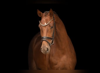 BWP (cheval de sang belge), Hongre, 3 Ans, 168 cm, Alezan brûlé