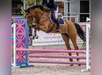 BWP (cheval de sang belge), Hongre, 3 Ans, 168 cm, Bai