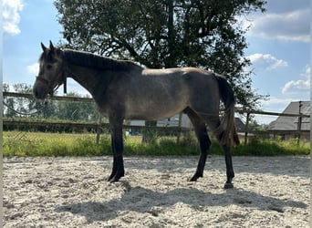 BWP (cheval de sang belge), Hongre, 3 Ans, 168 cm, Gris