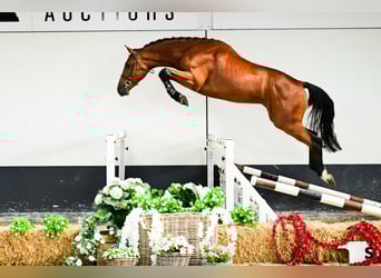 BWP (cheval de sang belge), Hongre, 3 Ans, 169 cm, Bai